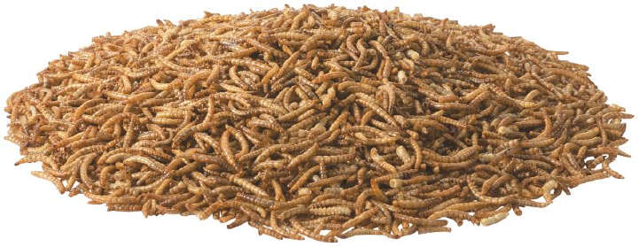 Golddott Mehlwürmer, getrocknet